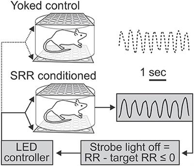 Slow Breathing Can Be Operantly Conditioned in the Rat and May Reduce Sensitivity to Experimental Stressors